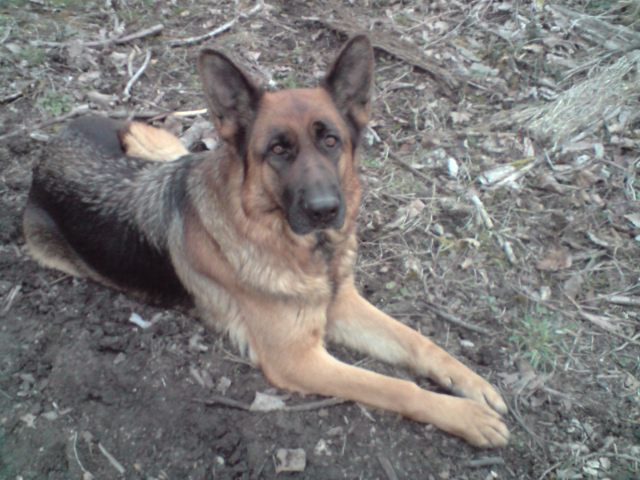 Bagheera Du clos de patmisand